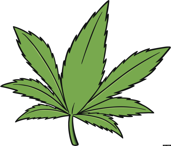 SJCC provides no medical cannabis education