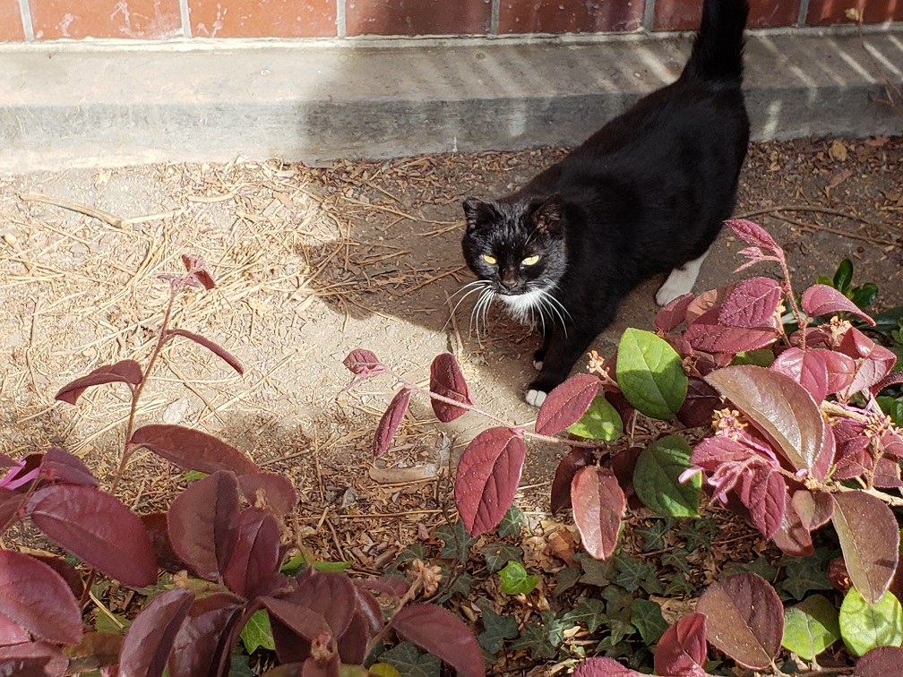 Socks being photographed by Prof. Raymond Brennan at SJCC campus after being fed.
Socks has been living on campus for 14 years. Professor Brennan has been taking care of her for most of that time.