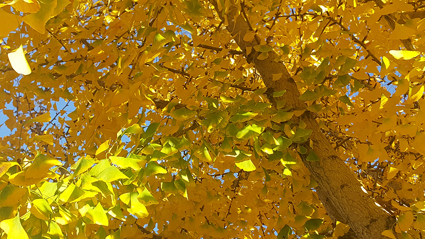There are many Gingko trees is standing along the pathway of the campus at SJCC. In the Autumn, all the leaves change to the vibrant yellow color. This symbol is as reminding that the winter is coming. Friday, Nov 30, 2018.